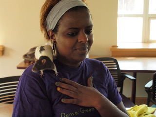 Emotional support animals can include small pocket pets like a hamster, a gerbil or even a domesticated rat (shown). Domesticated rats, says the University of Denver’s Philip Tedeschi, are very inquisitive, resilient, comfortable with human interaction, and are the cleanest of all of these animals